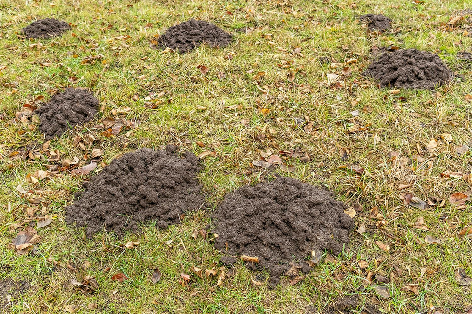 Mullvadar i trädgården i oktober Bekämpa mullvadar i trädgården i oktober